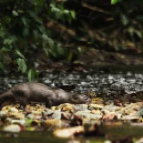 Neotropical river otter