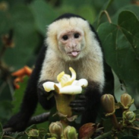 White-faced capuchin Photographer: Manuel Sanchez Mendoza